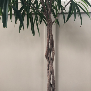 Ficus alii Braided Standard 10"