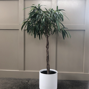 Ficus alii Braided Standard 10"