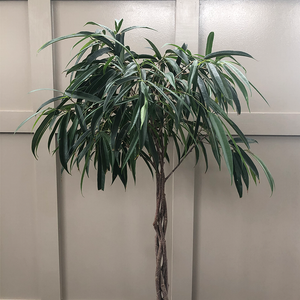 Ficus alii Braided Standard 10"