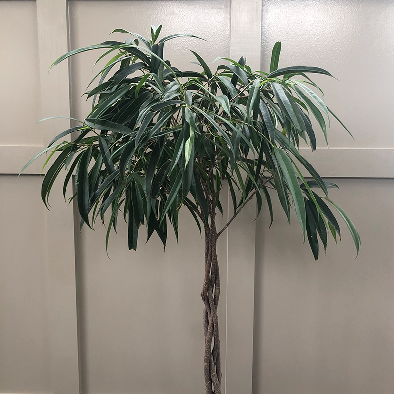 Ficus alii Braided Standard 10"