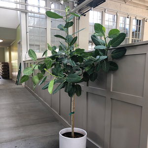 Ficus benghalensis 'Audrey' Standard 14"