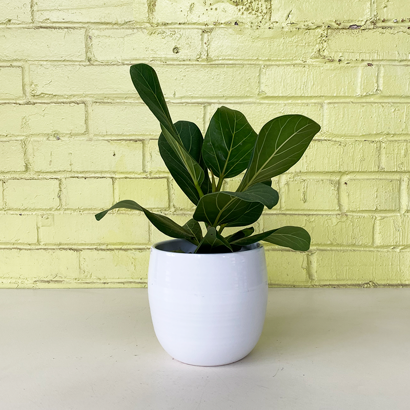 ficus audrey branching Ficus benghalensis 'Audrey'