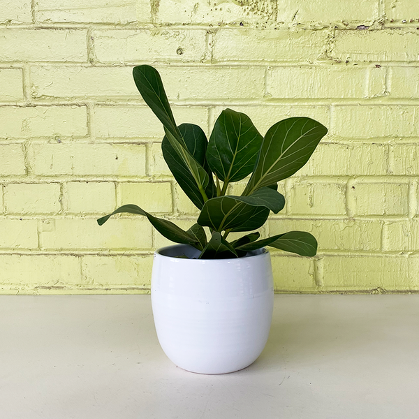 audrey ficus vs fiddle leaf Ficus benghalensis 'Audrey'