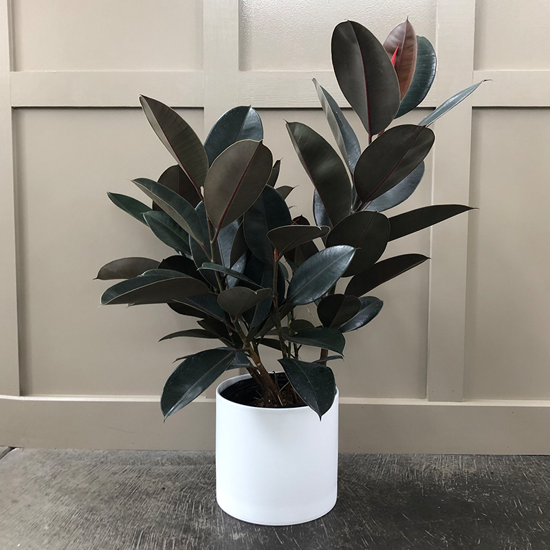 Ficus elastica