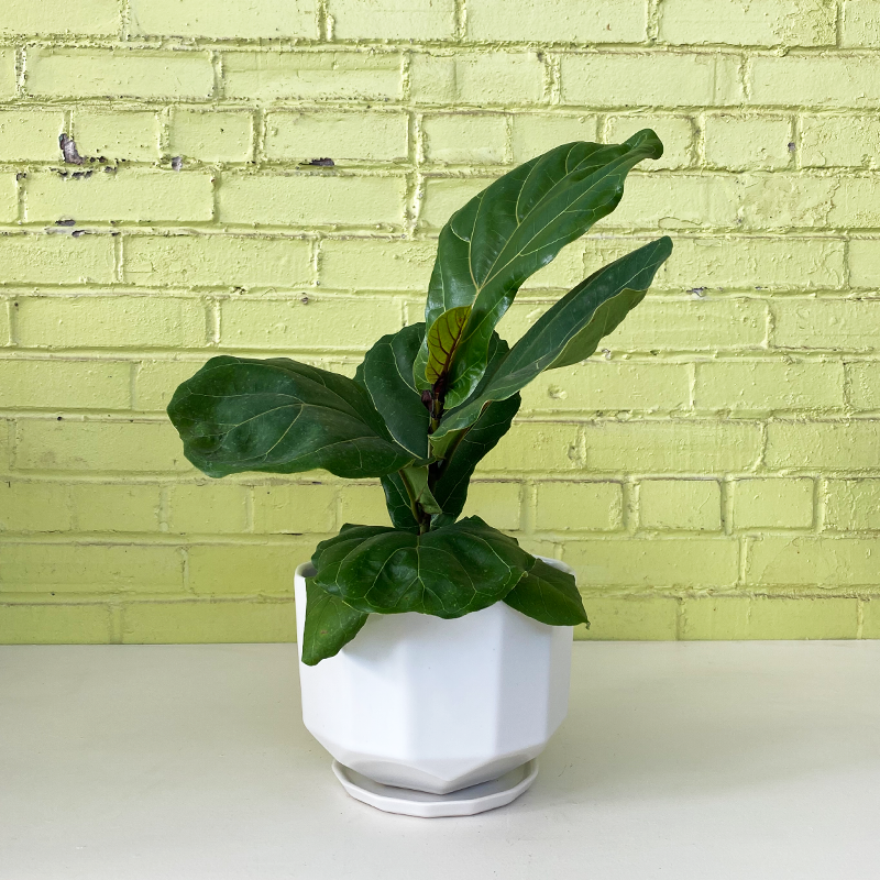fiddle leaf fig tree vs bush Ficus lyrata Bush