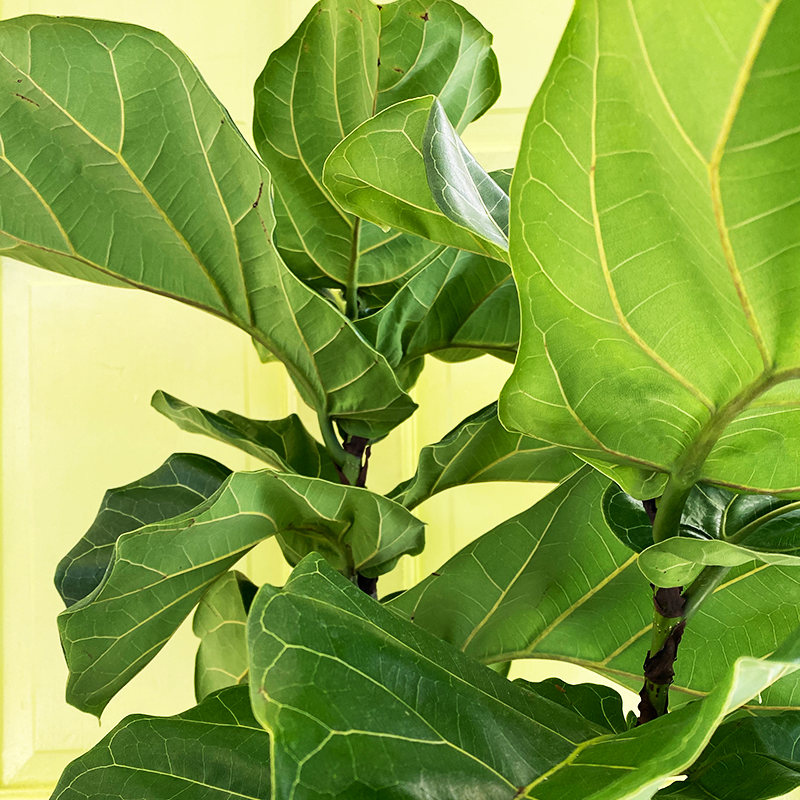 Ficus lyrata Standard