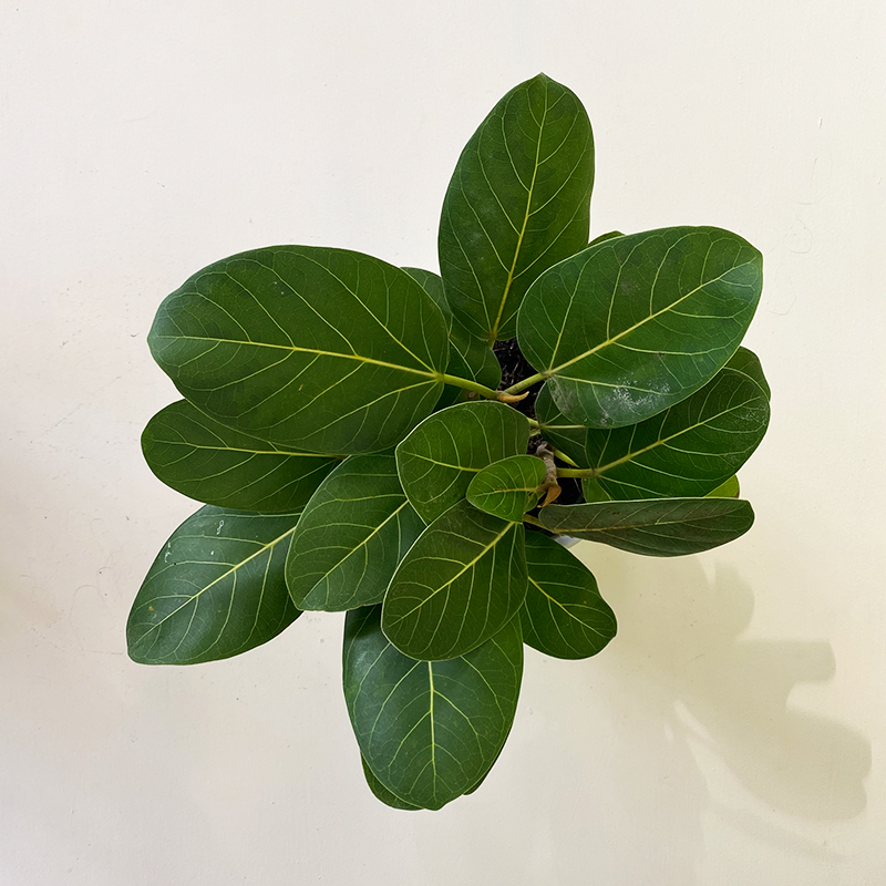 audrey ficus lowes Ficus benghalensis 'Audrey'