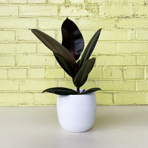 black rubber tree Ficus elastica