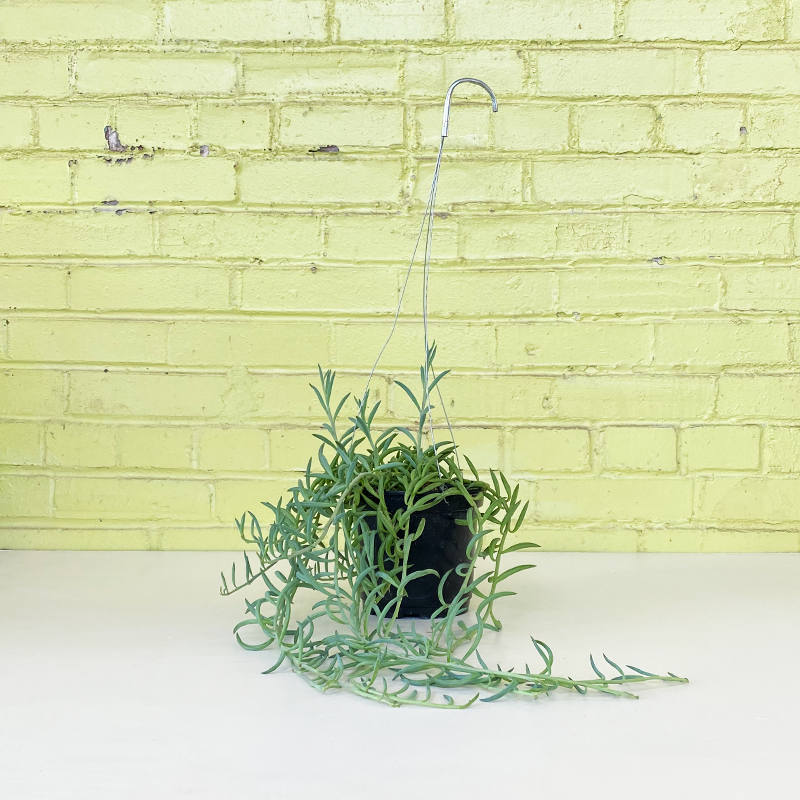 Fish Hooks 6" Hanging Basket