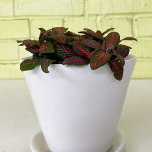 Fittonia Red 4"