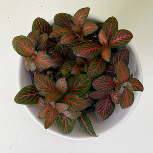 Fittonia Red 4"