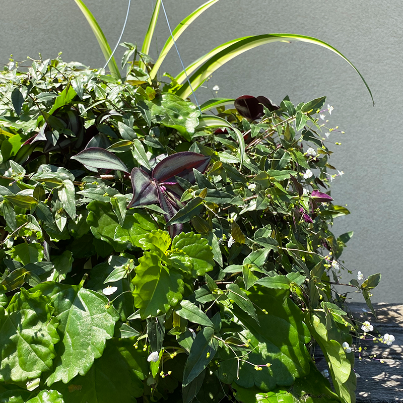 Foliage 10" Hanging Basket