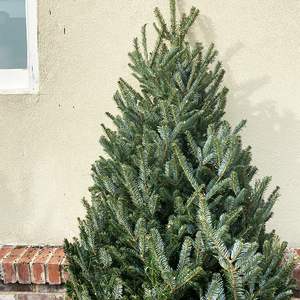 Fraser Fir 6-7'