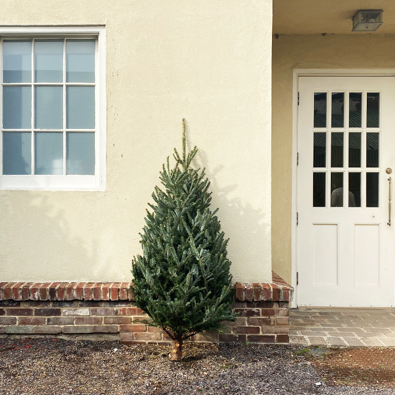 Fraser Fir 6-7'