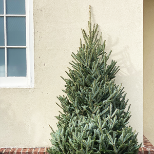 Fraser Fir 7-8'
