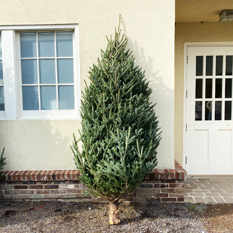 Fraser Fir 9-10'