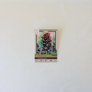 Fritillaria persica Bulb