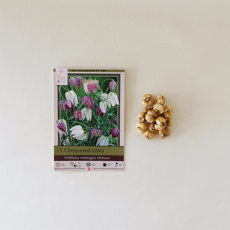 Fritillaria meleagris Bulb Pk/12