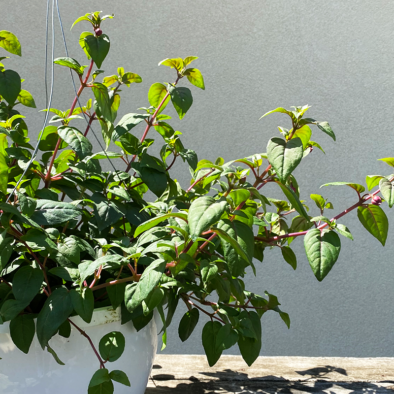 Fuchsia Blue Eyes 10" Hanging Basket
