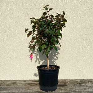 Fuchsia Pink & Pink 7.5" Topiary