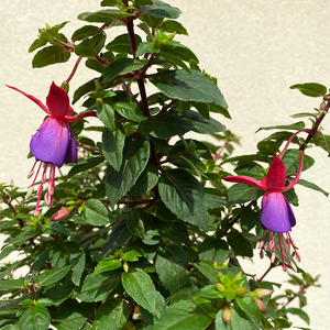 Fuchsia Pink & Purple 7.5" Topiary