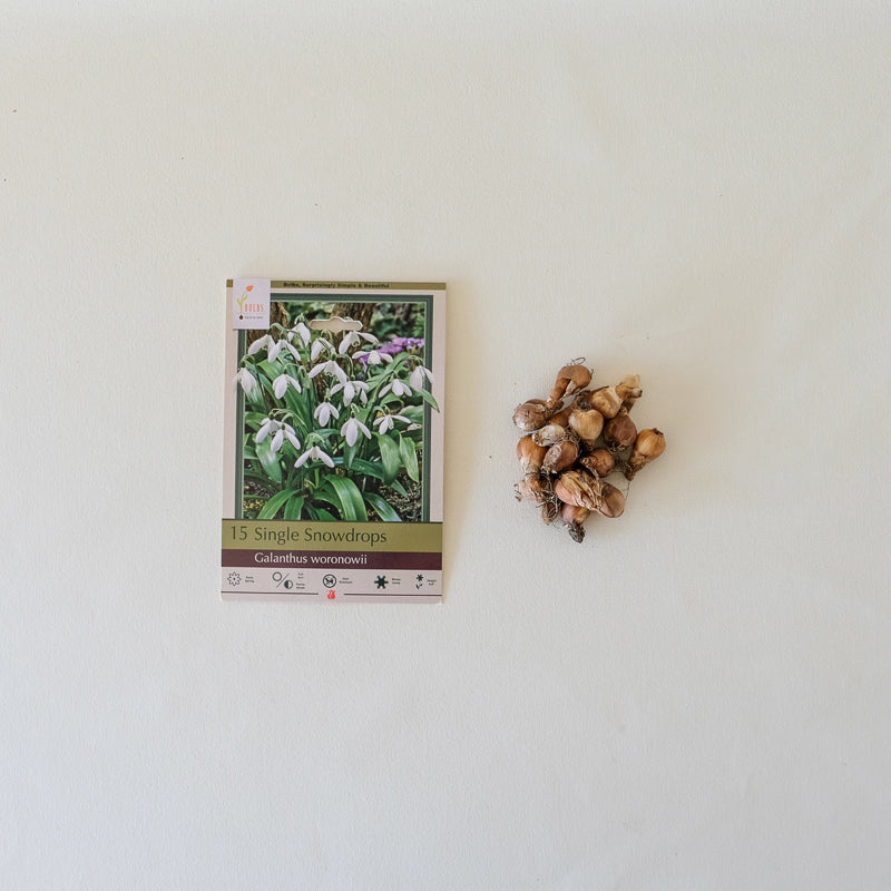 Galanthus woronowii Bulb Pk/15