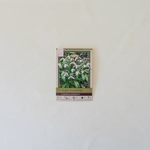 Galanthus woronowii Bulb Pk/15