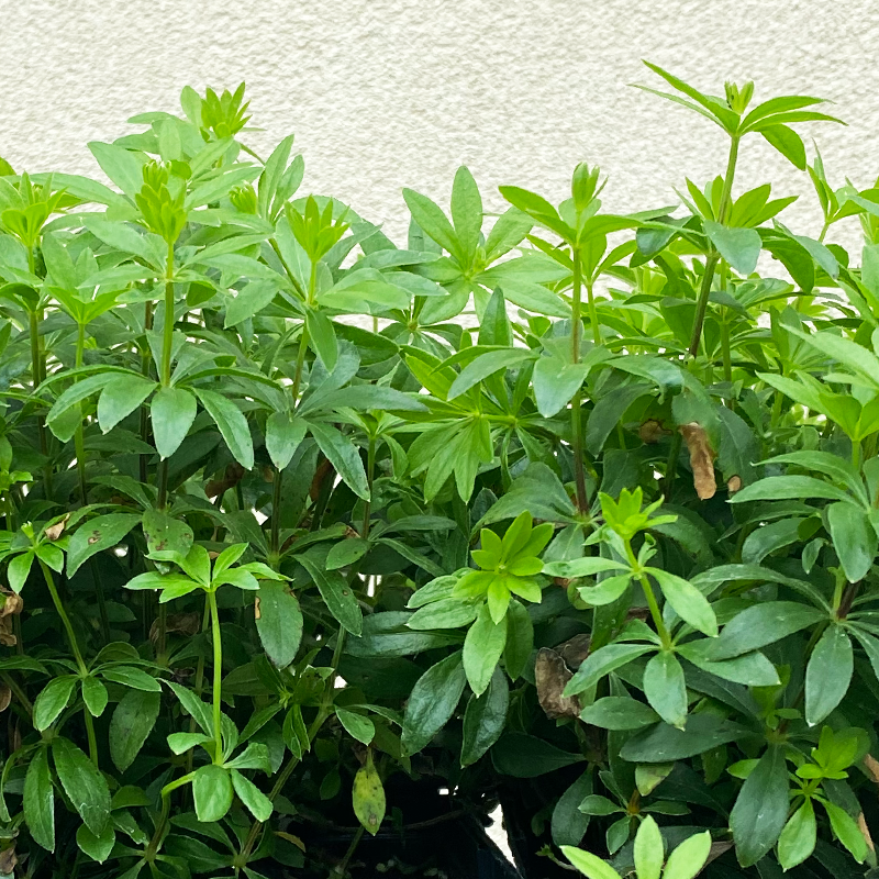 Galium odoratum Q01
