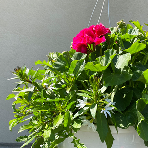 Geranium Cranberry Sizzle & White Scaevola 10" Hanging Basket