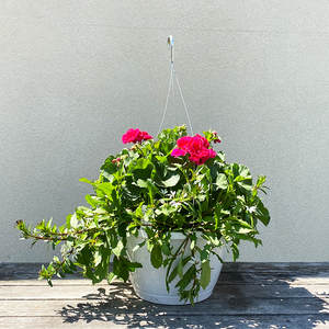 Geranium Cranberry Sizzle & White Scaevola 10" Hanging Basket