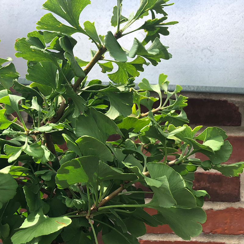 Ginkgo 'Mariken'