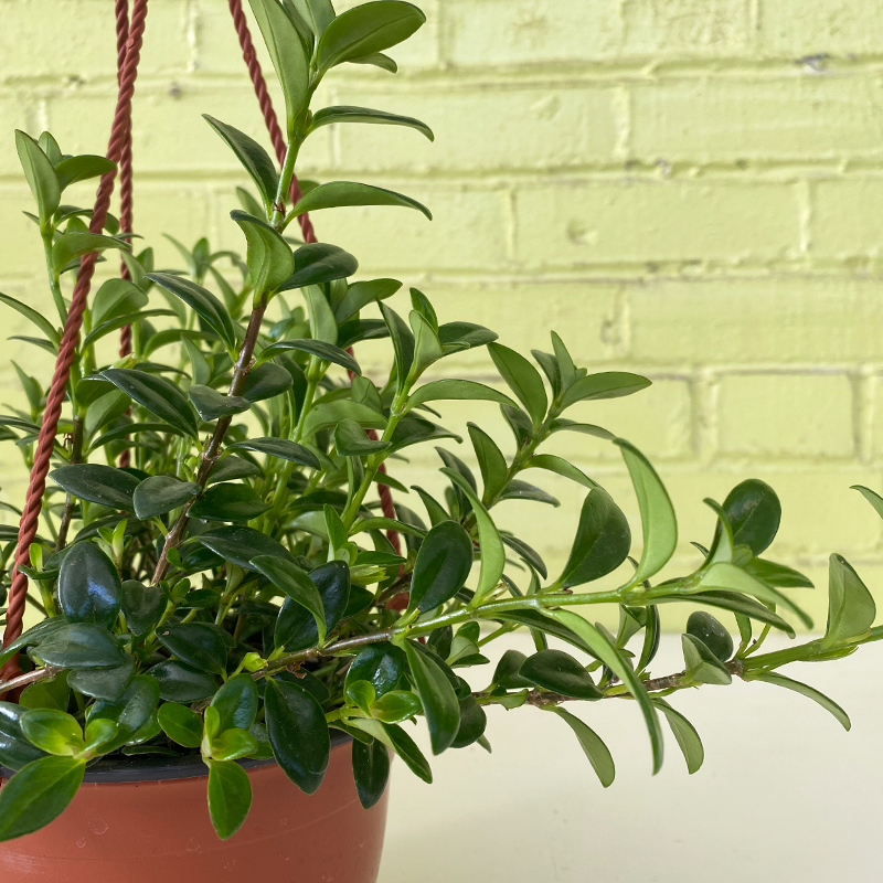 goldfish plant hanging basket Goldfish Plant 6" Hanging Basket