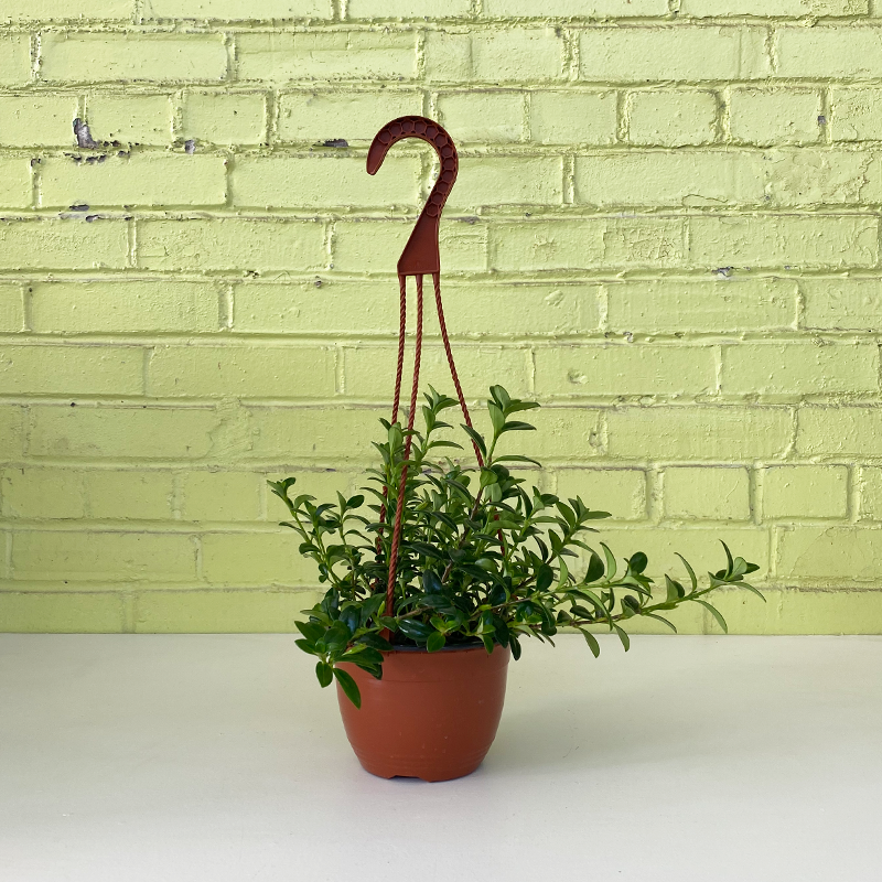 goldfish hanging plant Goldfish Plant 6" Hanging Basket