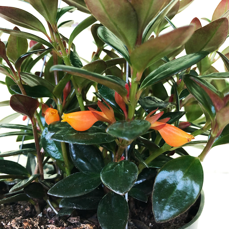 goldfish plant hanging basket Goldfish Plant 6" Hanging Basket