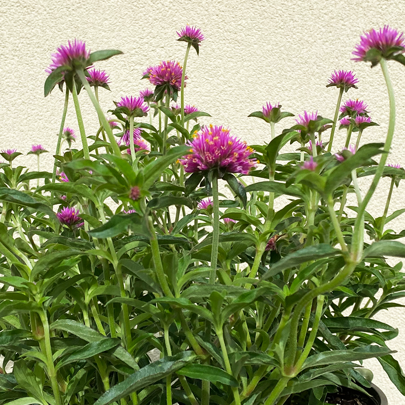 Gomphrena 'Truffula Pink' 6"