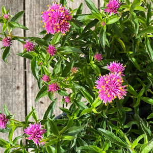Gomphrena 'Truffula Pink' 6"