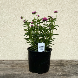 Gomphrena 'Truffula Pink' 6"