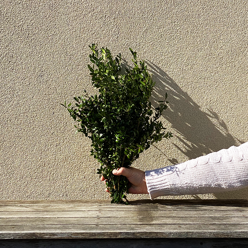 Boxwood Bunch