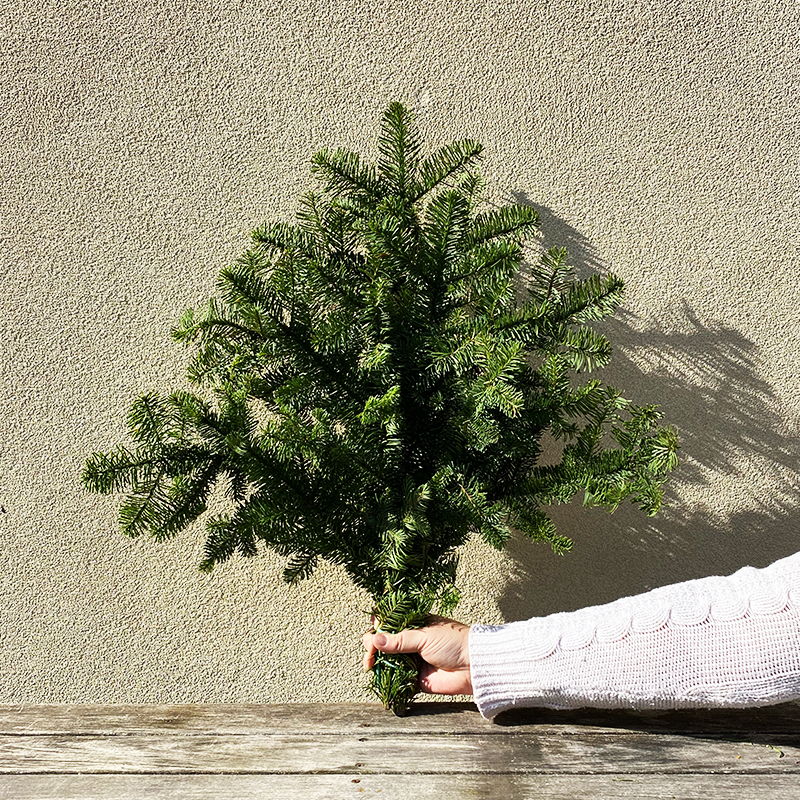 Noble Fir Bunch