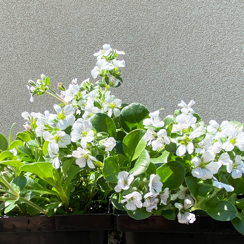 Gypsophila cer 'Pixie Splash' Q01