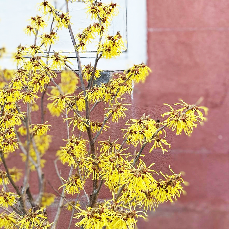 Hamamelis 'Arnold Promise'