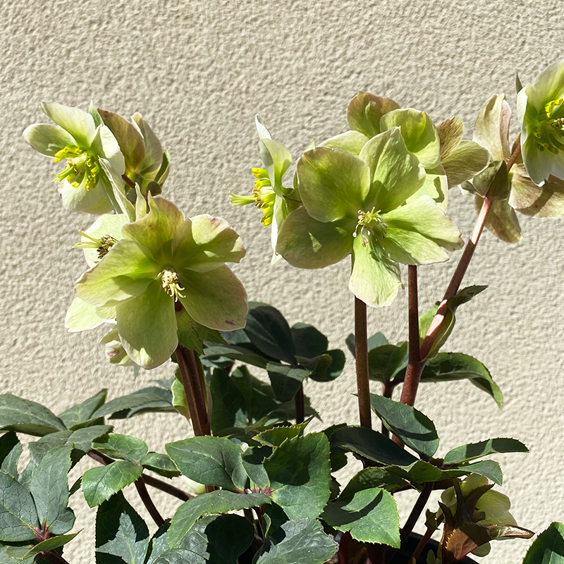 Helleborus x 'Ivory Prince' G01