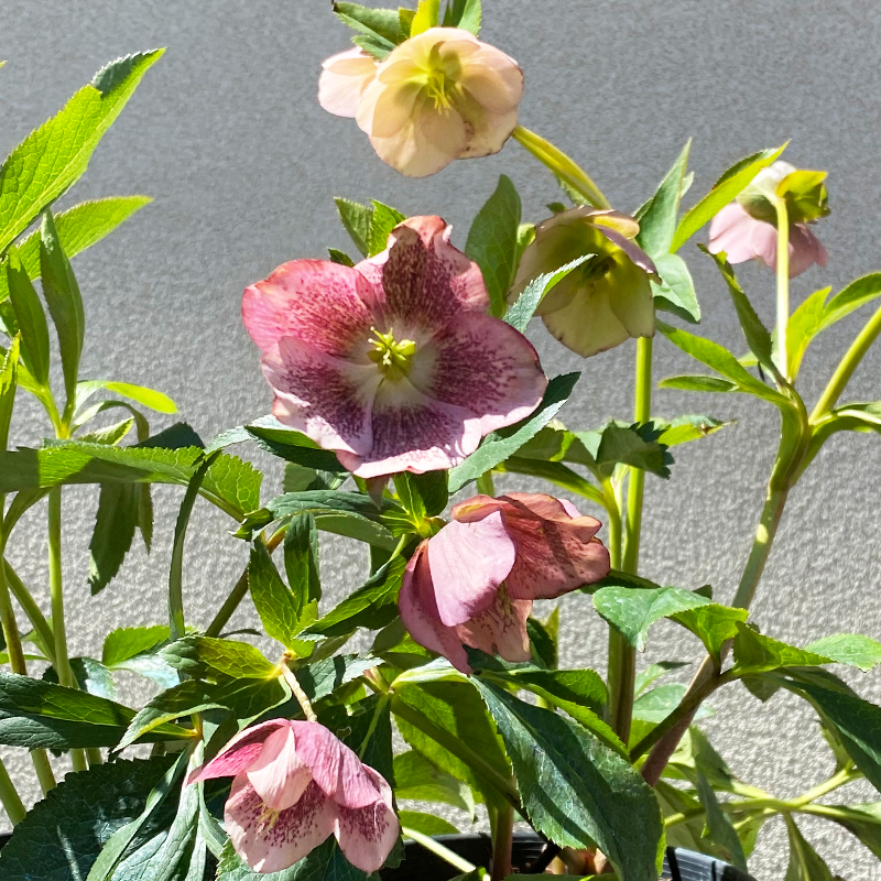 Helleborus 'Royal Heritage' #1