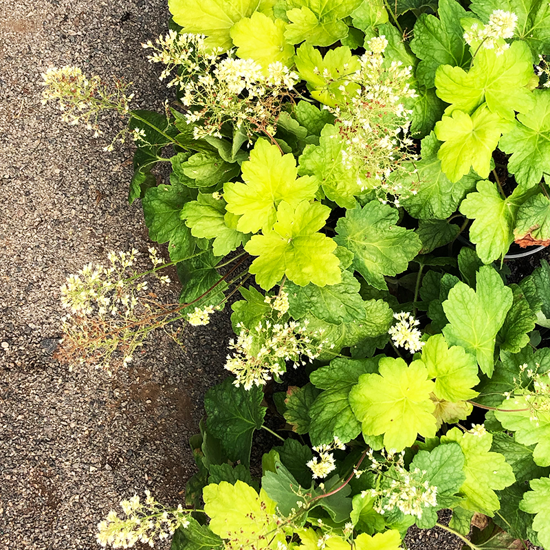 Heuchera 'Electric Lime' G01