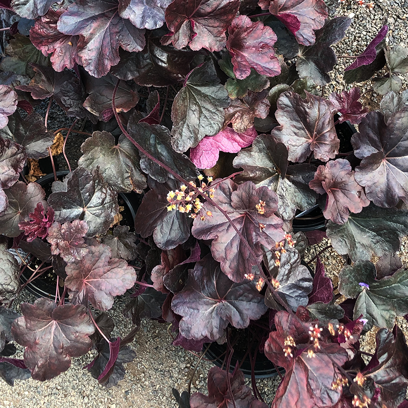 Heuchera 'Obsidian' G01