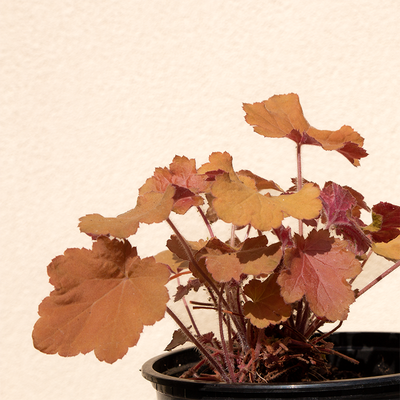 Heuchera 'Caramel' G01