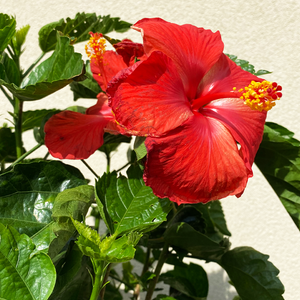 Hibiscus Red 10" Standard
