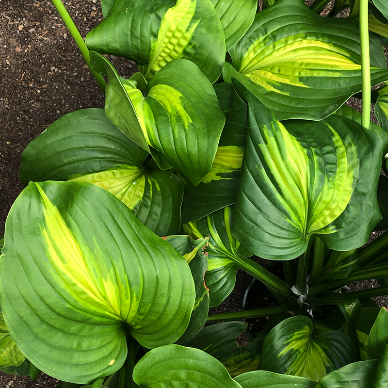 Hosta 'Cathedral Windows' G01
