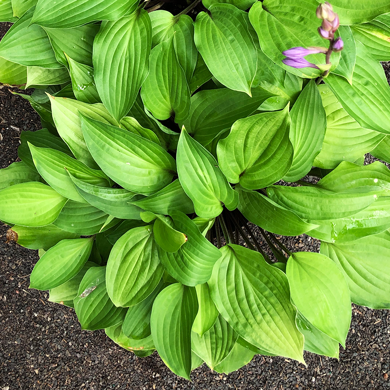 Hosta 'Fire Island' G01