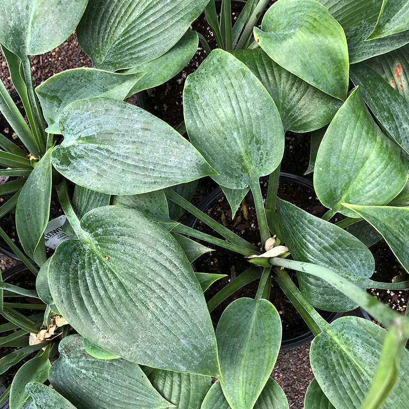 Hosta 'Halcyon' G01